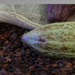 expoferia-cacao-y-ron-miranda-2022-inicia-en-julio-web
