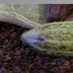 expoferia-cacao-y-ron-miranda-2022-inicia-en-julio-web