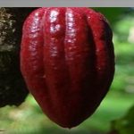 expoferia-cacao-y-ron-2022-apuesta-por-elevar-economia-nacional-web