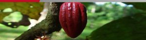 Expoferia Cacao y Ron 2022 apuesta por elevar economía nacional