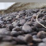 Cacao de Patanemo optará por Denominación de Origen para exportación WEB