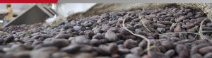 Cacao de Patanemo optará por Denominación de Origen para exportación