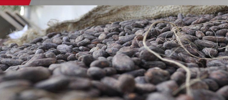 Cacao de Patanemo optará por Denominación de Origen para exportación