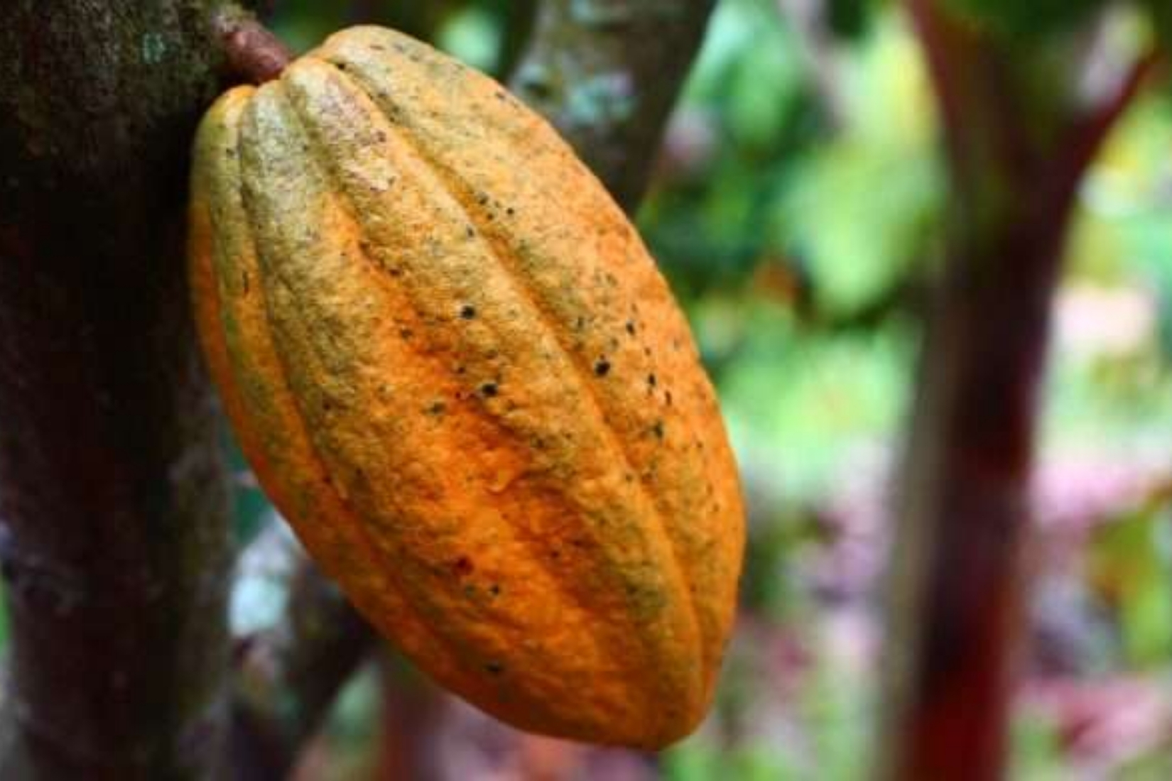 Exportación de cacao repuntó 111% en 2025