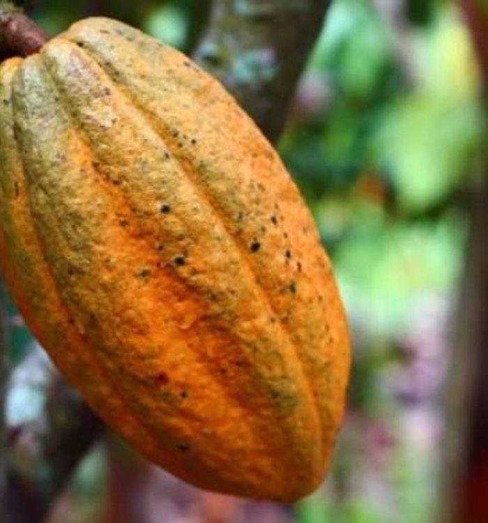 Exportación de cacao repuntó 111% en 2025
