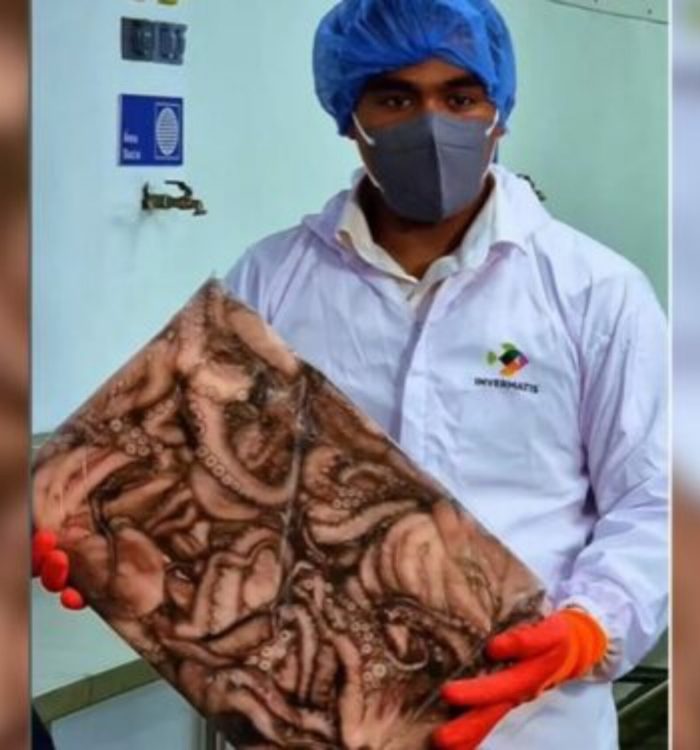 Venezuela exporta más de 20 mil kilos de pulpo congelado hacia Europa