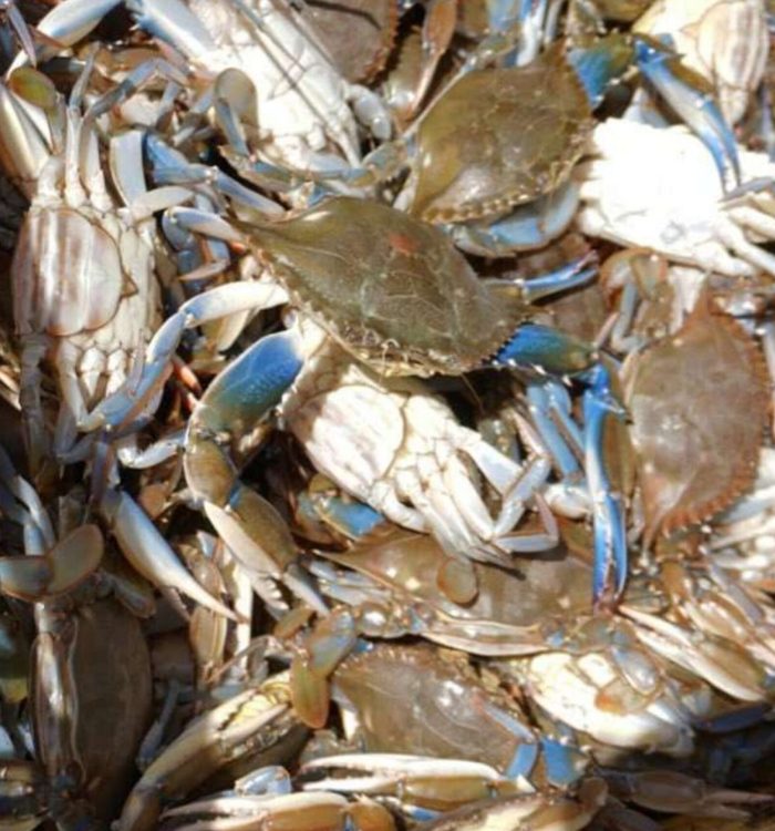Venezuela reanudará exportación de cangrejo azul a Estados Unidos