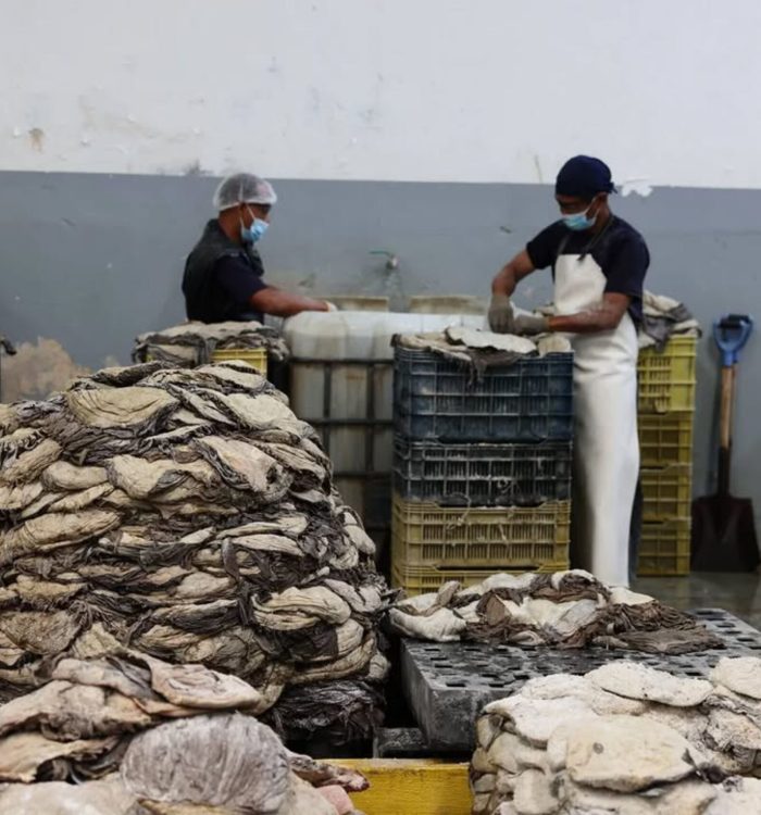 Venezuela exporta a Vietnam 29.500 kilos de omaso