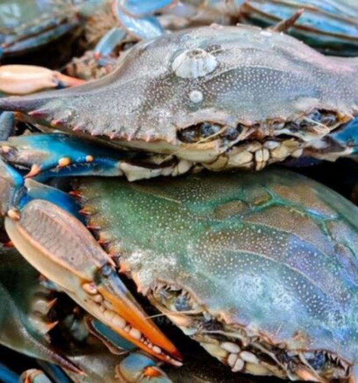 Culminó con éxito registro de exportación pesquera ante la NOAA: Productos serán enviados a EEUU