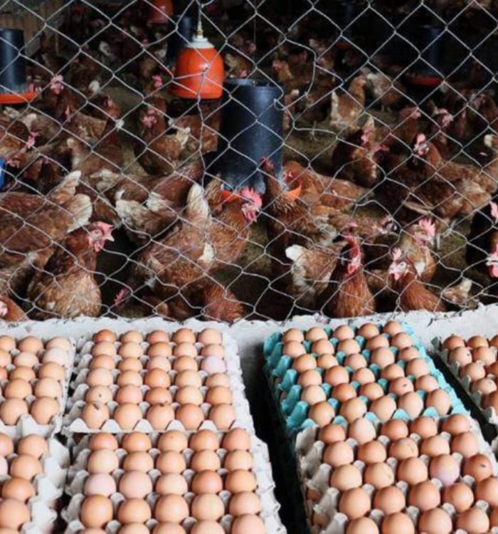 Granjas venezolanas están listas para exportar huevos y pollos