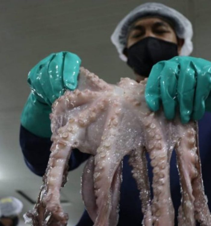 Venezuela exportó más de 100 mil kilos de pulpo a Europa